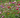 Eine Nahaufnahme einer bunten, blühenden Blumenwiese (Wildblumenmischung) mit einer Vielzahl von Blumen in den Farben Rot, Gelb, Rosa, Lila und Weiß. Die Szene ist von üppigem Grün und Sonnenlicht dominiert. Die Blumenwiese ist wahrscheinlich eine Nahrungsquelle für Bienen und symbolisiert Blütenhonig oder Natürlichkeit.