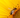 Eine Honigbiene in extremer Nahaufnahme, die auf dem dunklen, strukturierten Zentrum einer leuchtend gelben Sonnenblume sitzt und Pollen sammelt. Das Bild ist rechts und oben von den leuchtend gelben Blütenblättern der Sonnenblume umgeben.