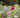 Farbenfrohe Wildblumenwiese mit pinken, lila und weißen Blüten
