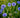 Blau blühende Kornblumen auf einer Wiese