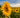 Blühendes Sonnenblumenfeld im Sonnenlicht, im Vordergrund eine große Sonnenblume